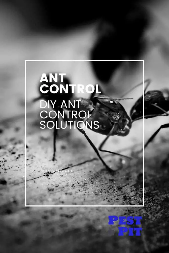 DIY Ant Control Solutions