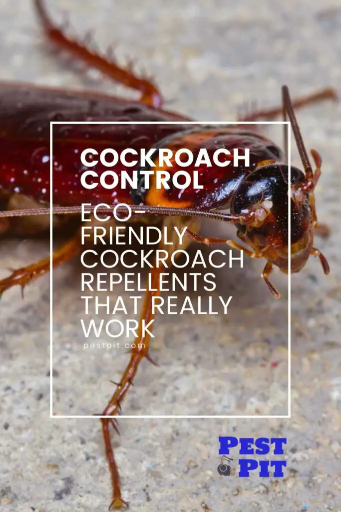 Eco-Friendly Cockroach Repellents That Really Work
