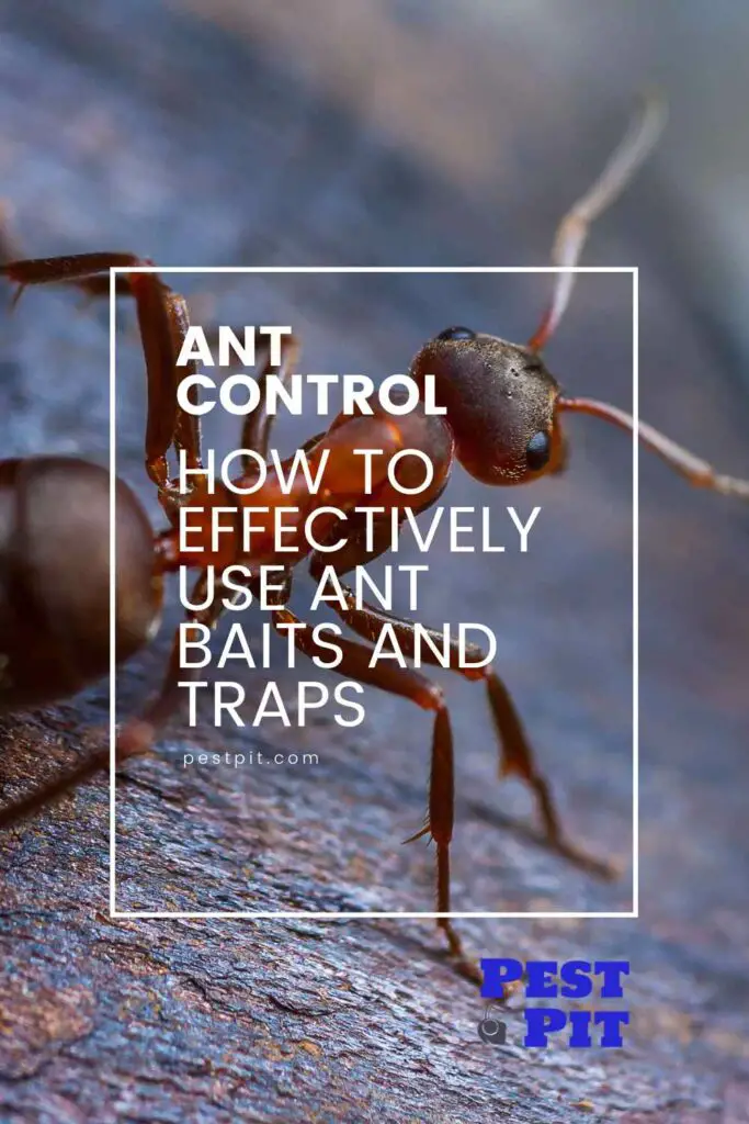 How to Effectively Use Ant Baits and Traps