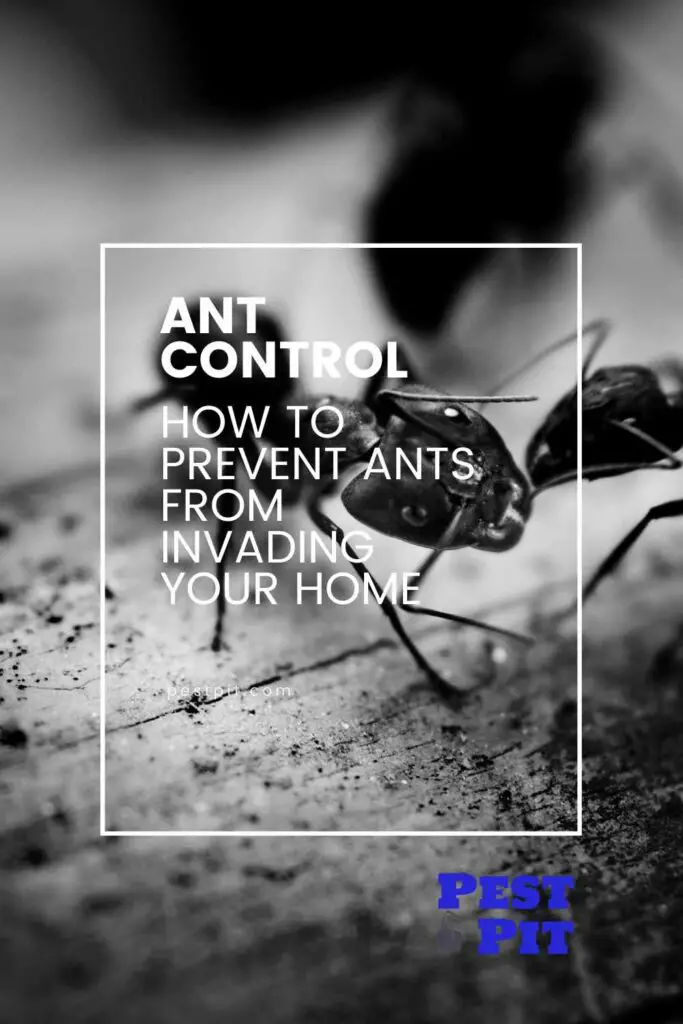 How to Prevent Ants from Invading Your Home