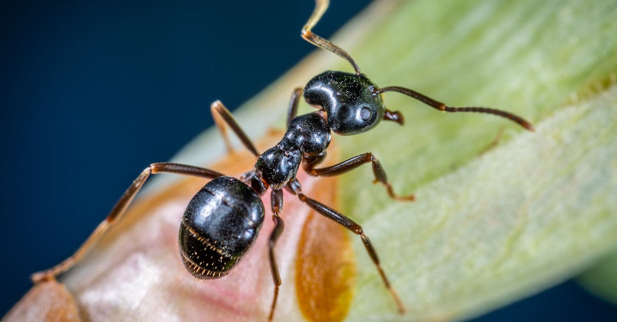 black-ants-on-brown-tree-trunks
