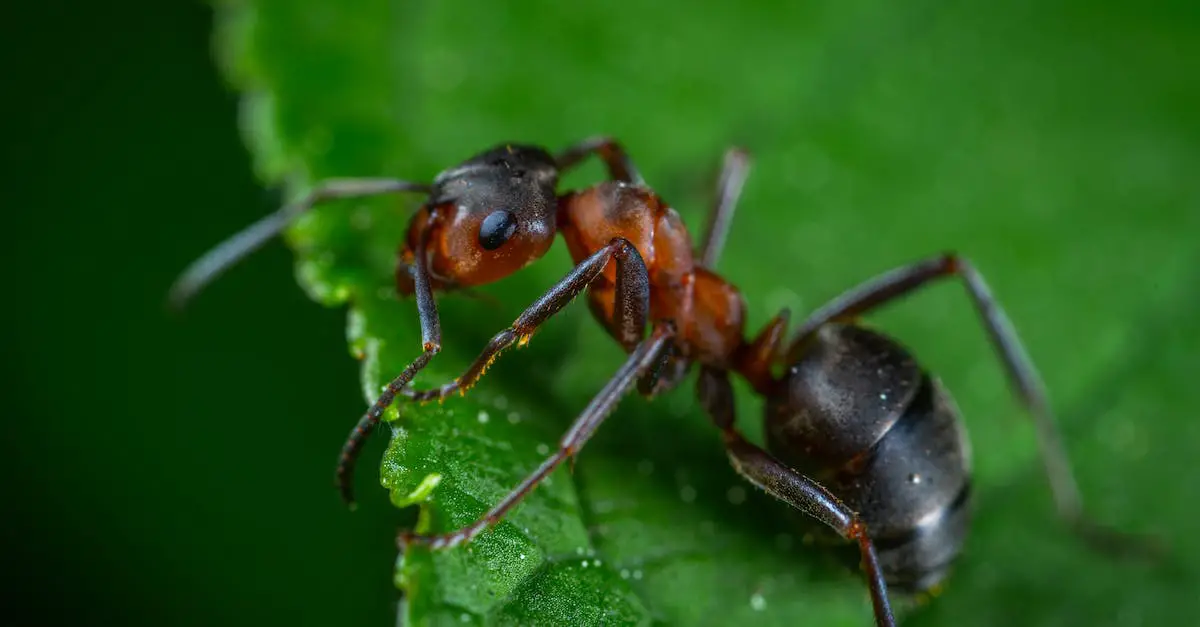 The Benefits of Professional Ant Control Services 1