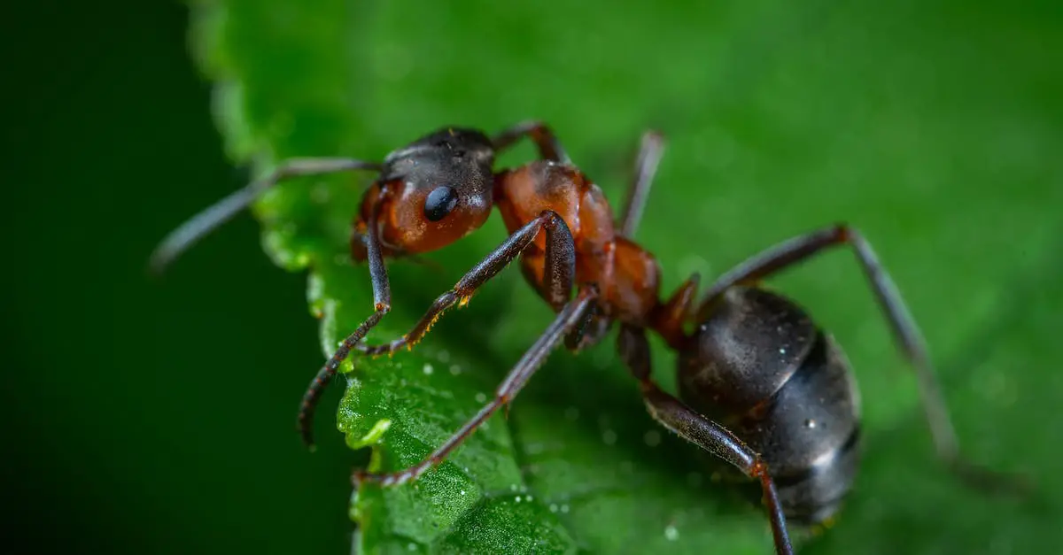 DIY Ant Control Solutions That Work 9