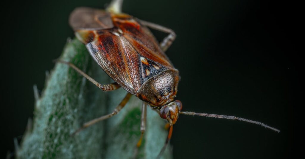 a-cockroach-on-a-leaf
