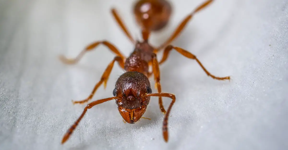 How to Prevent Ants from Invading Your Home 2
