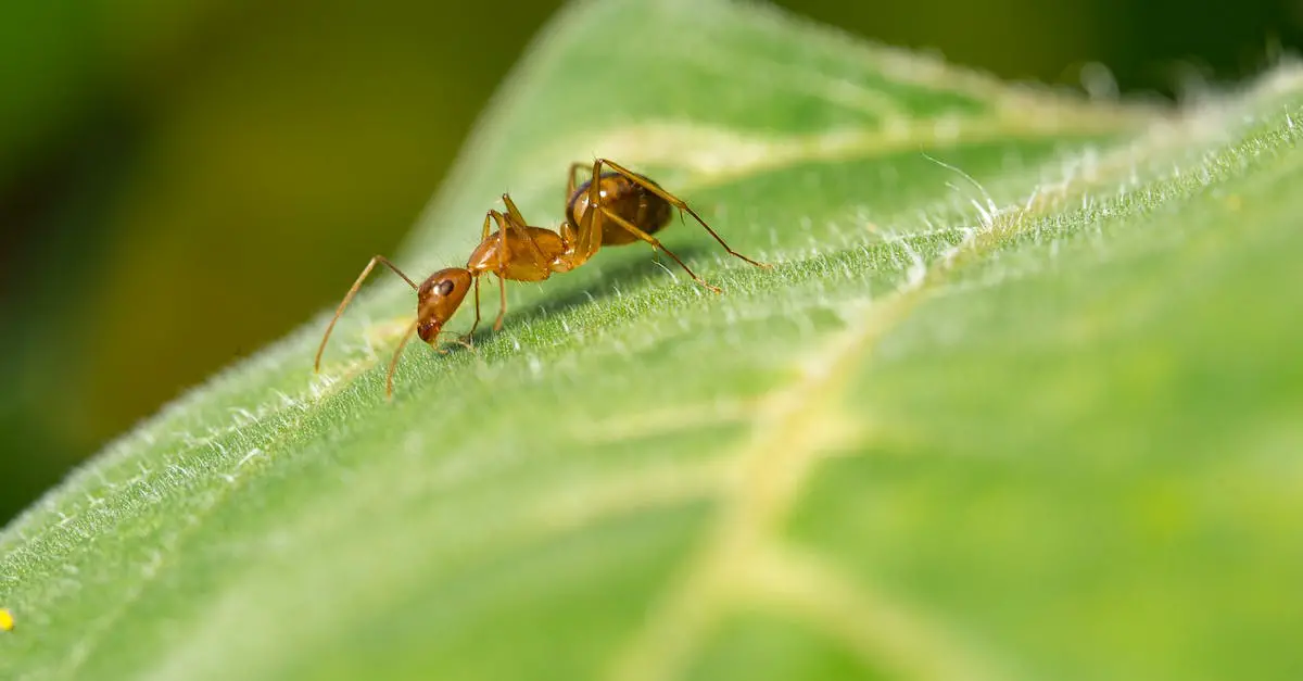 The Benefits of Professional Ant Control Services 2