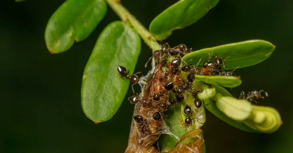 black-ants-on-brown-tree-trunks