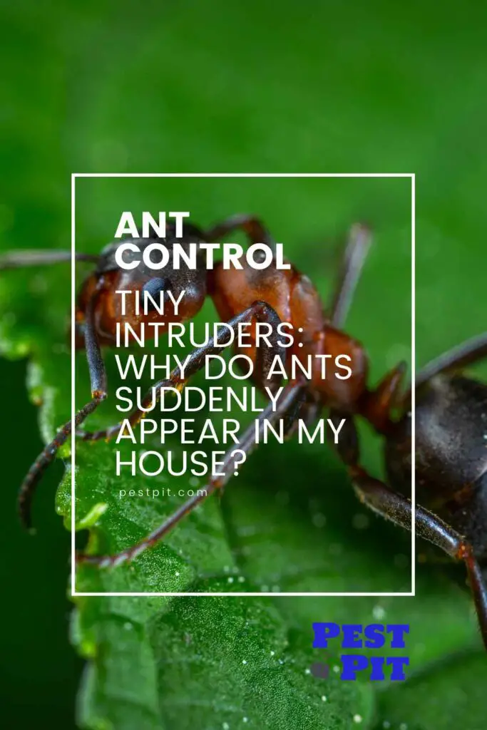 Tiny Intruders Why do Ants Suddenly Appear in My House