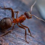 Are Ants Coming Out of Your sink? Here's What You Need to Know About Identifying and Treating Ant Infestation