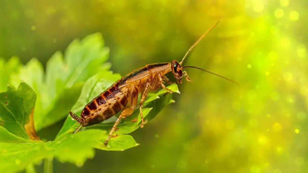 cockroach on leaf