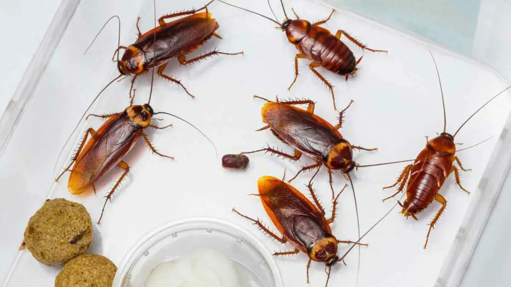 cockroaches