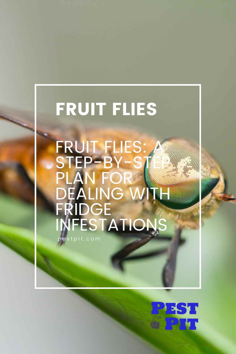 Say Goodbye to Fruit Flies A StepbyStep Plan for Dealing with Fridge Infestations Pest Pit