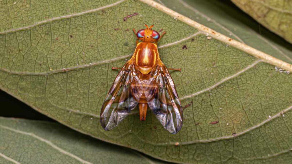 fruit fly on leaf