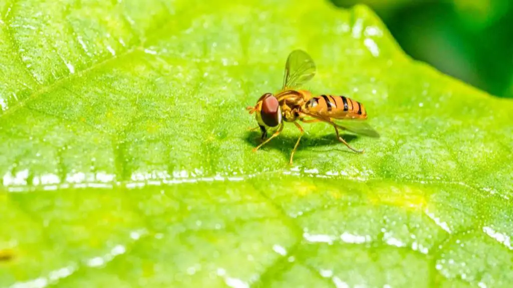 fruit fly on leaf 2