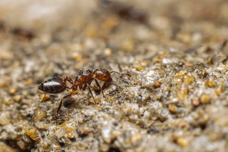 How to Successfully Remove Ants from Your Home 3